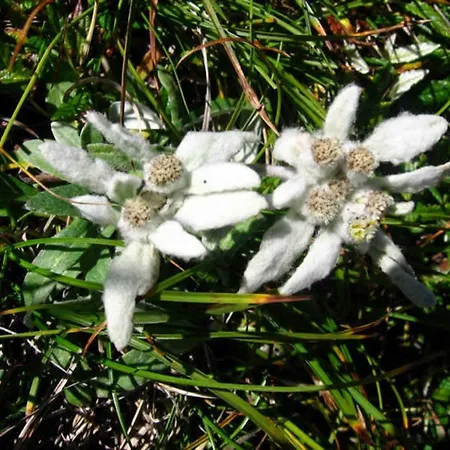 Monte Baldo بيت شباب برنزوني سول جاردا