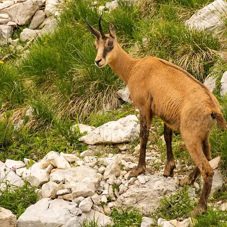 Monte Baldo Brenzone sul Garda